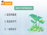 教科版科学五年级下册 1.3 绿豆苗的生长 课件