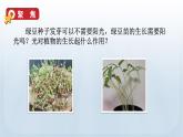 教科版科学五年级下册 1.3 绿豆苗的生长 课件