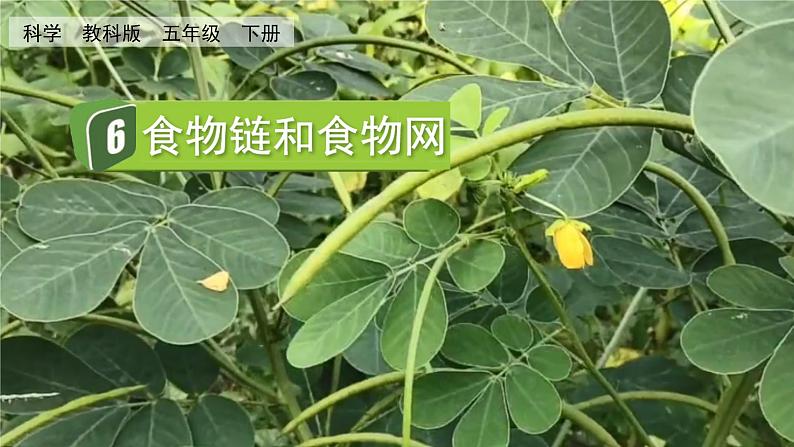 教科版科学五年级下册 1.6 食物链和食物网 课件01