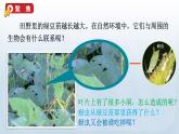 教科版科学五年级下册 1.6 食物链和食物网 课件