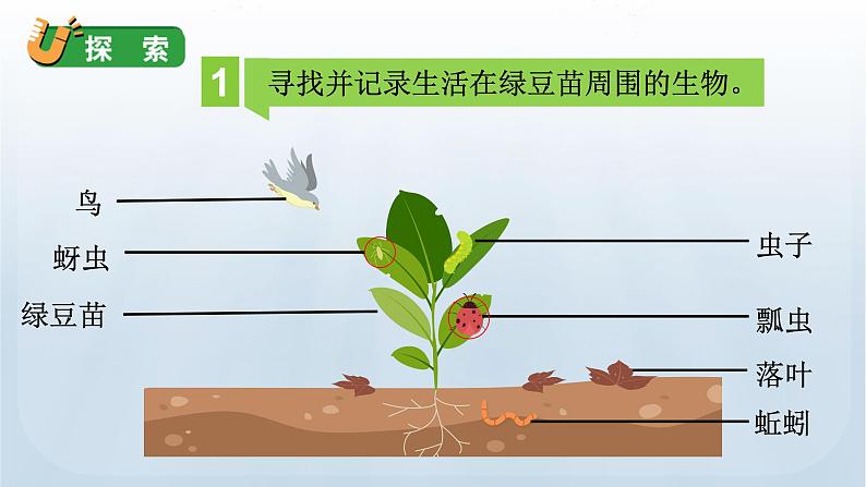 教科版科学五年级下册 1.6 食物链和食物网 课件07