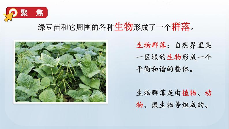 教科版科学五年级下册 1.7 设计和制作生态瓶 课件第5页