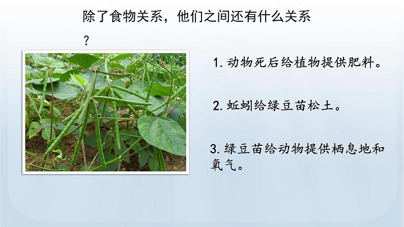 教科版科学五年级下册 1.7 设计和制作生态瓶 课件第6页