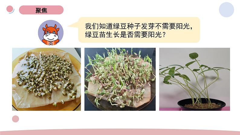 1.3 绿豆苗的生长 教科版五年级下册课件＋教案（2023春新版）02