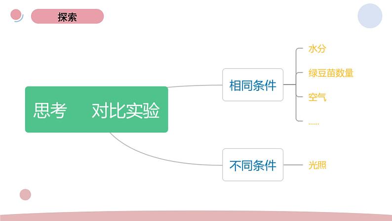 1.3 绿豆苗的生长 教科版五年级下册课件＋教案（2023春新版）04