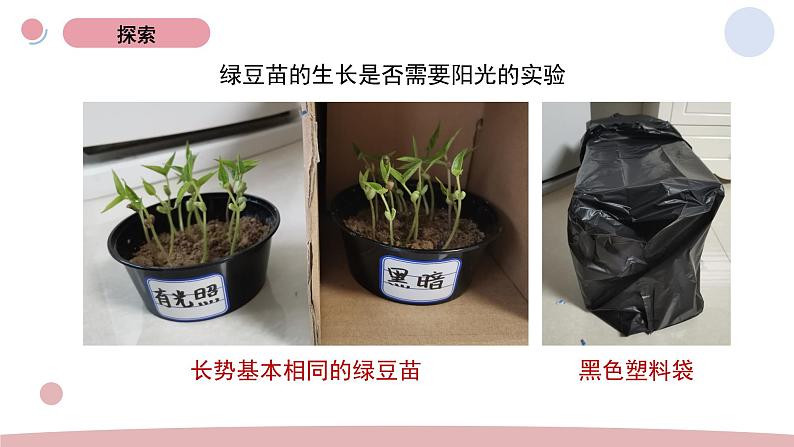 1.3 绿豆苗的生长 教科版五年级下册课件＋教案（2023春新版）06