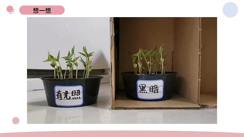 1.3 绿豆苗的生长 教科版五年级下册课件＋教案（2023春新版）08