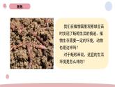 1.4 蚯蚓的选择 教科版五年级下册课件＋教案（2023春新版）