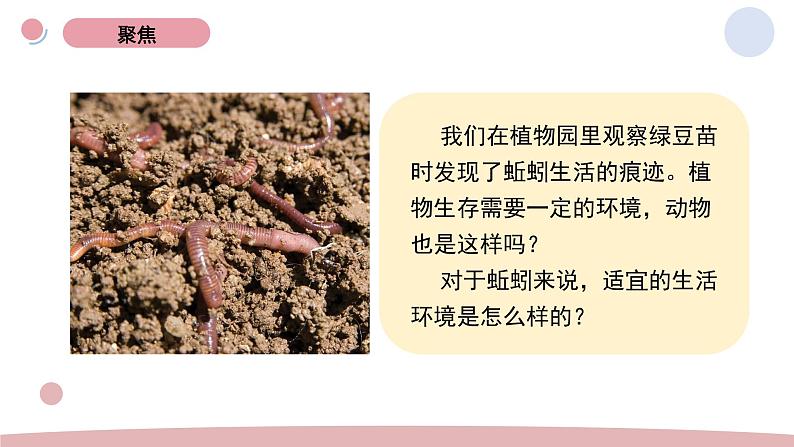 4.蚯蚓的选择 教学课件第2页
