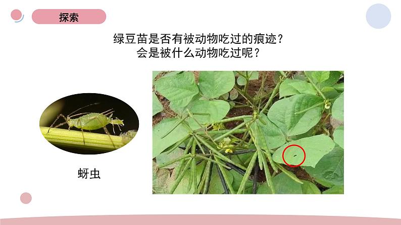 6.食物链与食物网 教学课件第4页