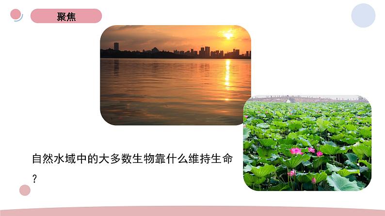 3.7 分析一个实际的环境问题 教科版五年级下册课件＋教案（2023春新版）02
