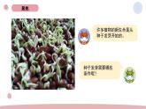 1.1 种子的发芽实验 教科版五年级下册课件＋教案（2023春新版）