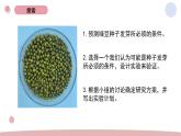 1.1 种子的发芽实验 教科版五年级下册课件＋教案（2023春新版）