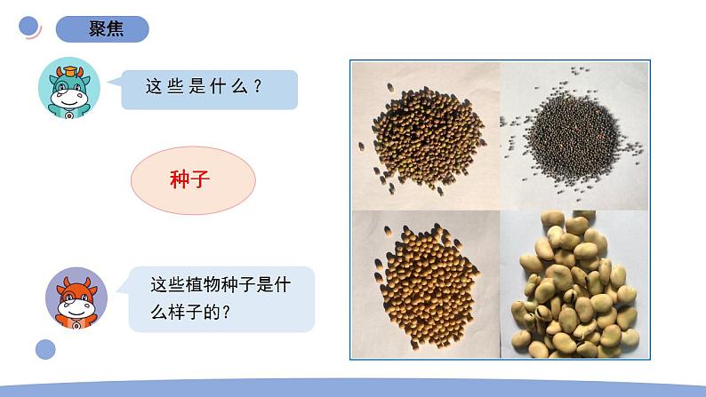 1.种子里孕育着新生命第2页