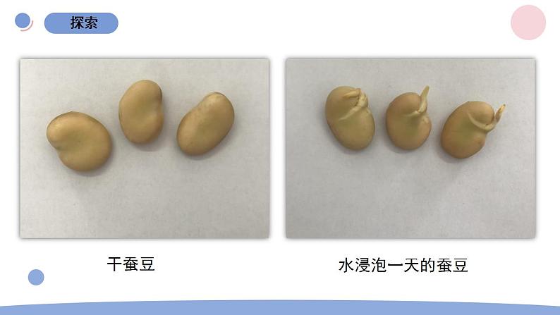 1.种子里孕育着新生命第6页