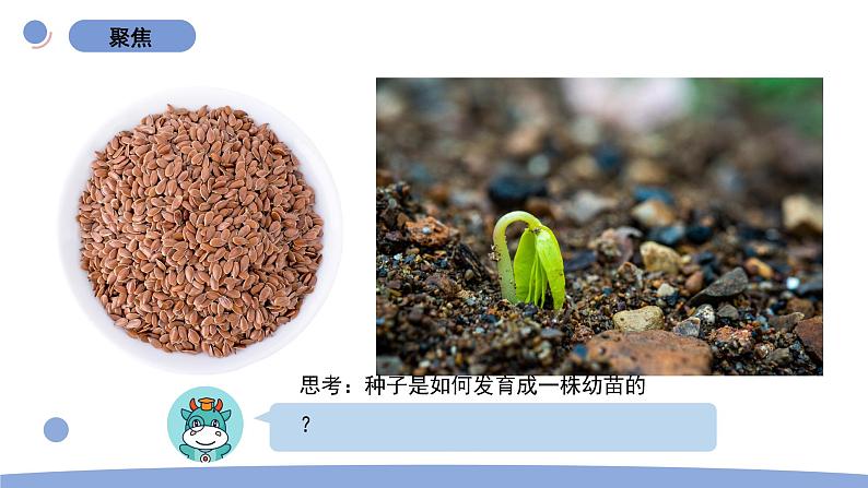 2.种植凤仙花第2页