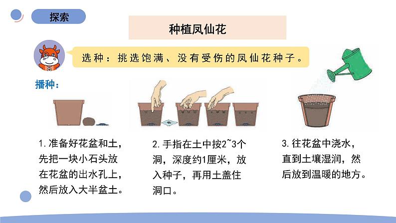 2.种植凤仙花第4页