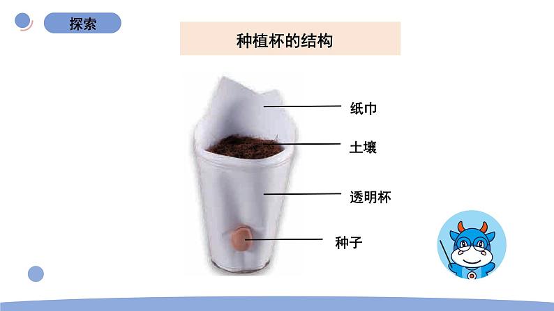 2.种植凤仙花第5页