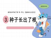 1.3 种子长出了根 教科版四年级下册课件＋教案（2023春新版）
