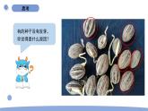 1.3 种子长出了根 教科版四年级下册课件＋教案（2023春新版）