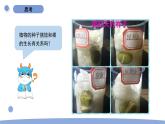 1.3 种子长出了根 教科版四年级下册课件＋教案（2023春新版）