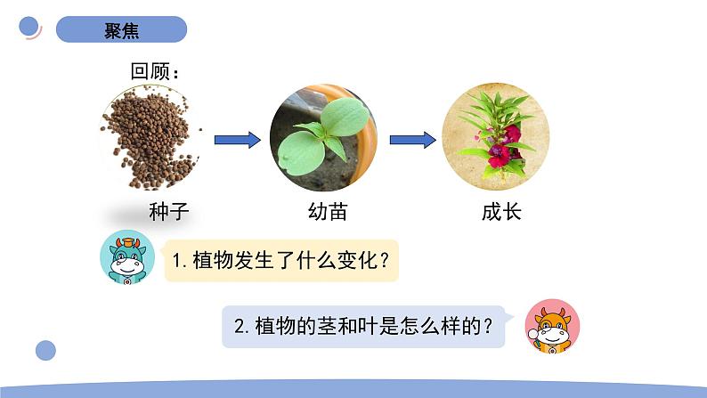 4.茎和叶第2页