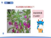 1.5 鳳仙花開花了 教科版四年級下冊課件＋教案（2023春新版）
