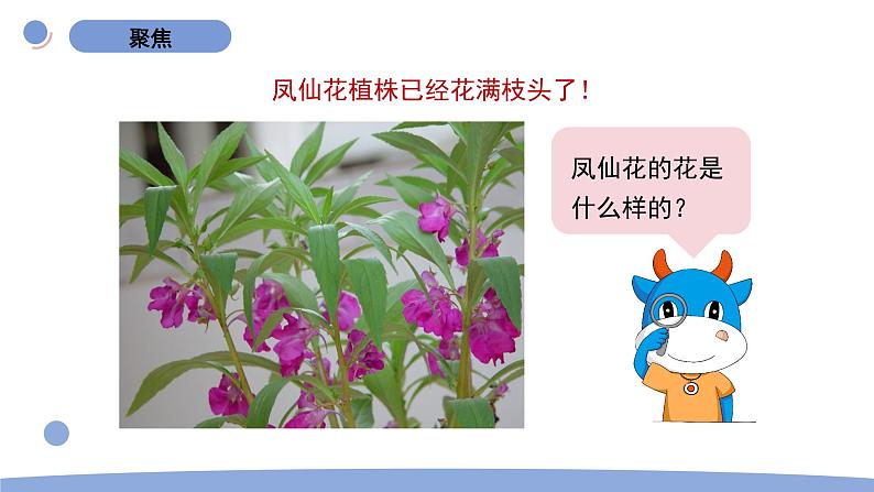 5.凤仙花开花了第2页