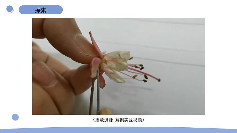 5.凤仙花开花了第3页