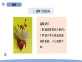1.5 鳳仙花開花了 教科版四年級下冊課件＋教案（2023春新版）