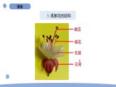 1.5 鳳仙花開花了 教科版四年級下冊課件＋教案（2023春新版）