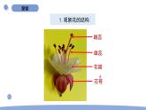 1.5 凤仙花开花了 教科版四年级下册课件＋教案（2023春新版）