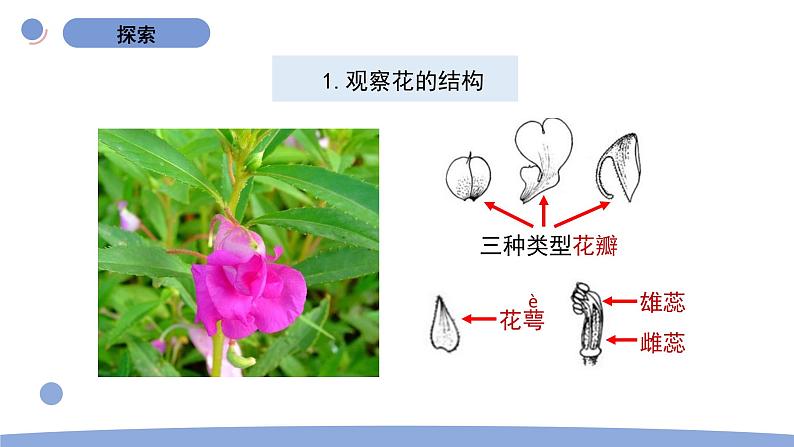 5.凤仙花开花了第6页