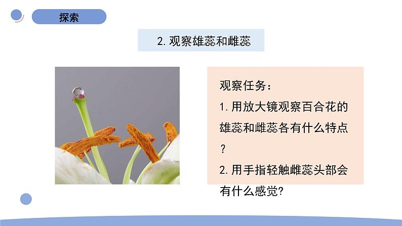 5.凤仙花开花了第7页