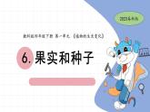 1.6 果实和种子 教科版四年级下册课件＋教案（2023春新版）