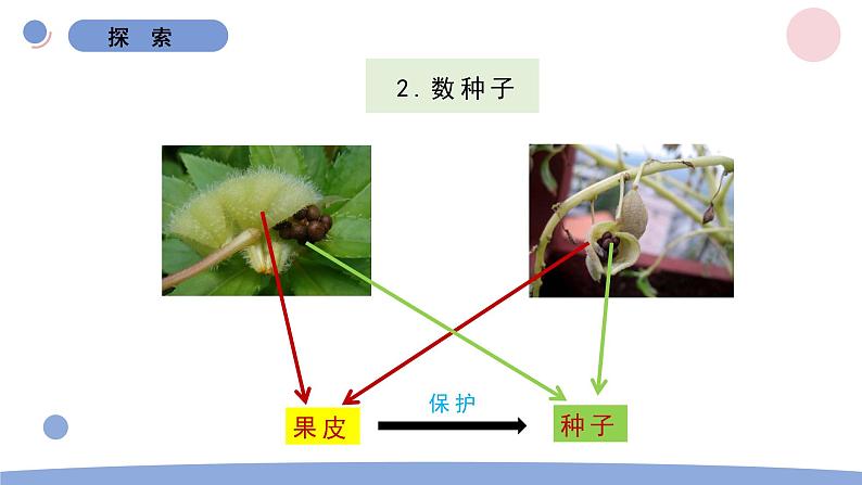 6.果实和种子第6页