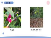 1.7 種子的傳播 教科版四年級下冊課件＋教案（2023春新版）