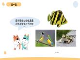2.2 认识其他动物的卵 教科版三年级下册课件＋教案（2023春新版）