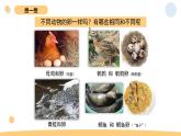 2.2 认识其他动物的卵 教科版三年级下册课件＋教案（2023春新版）