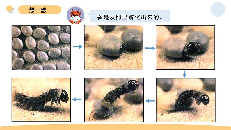 7.动物的繁殖第3页