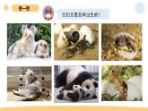 2.7 動物的繁殖 教科版三年級下冊課件＋教案（2023春新版）