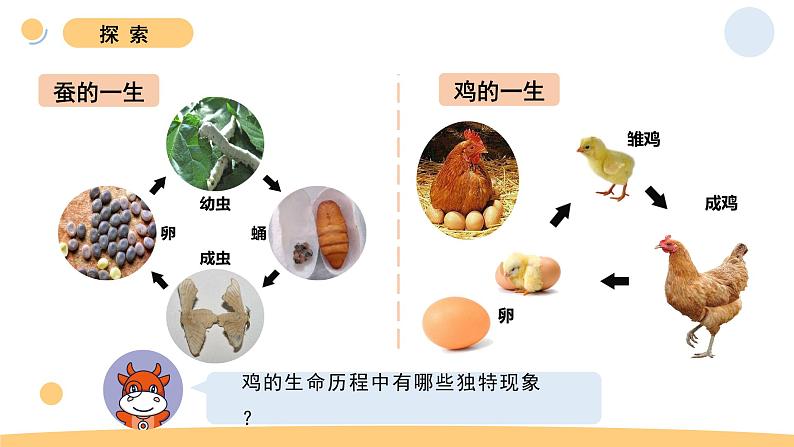 8.动物的一生第6页