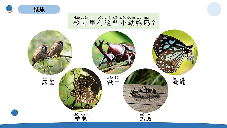 一下2-2《校园里的动物》 教科版一年级下册课件＋教案（2023春新版）02