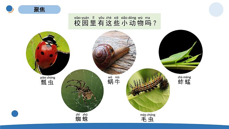 一下2-2《校园里的动物》 教科版一年级下册课件＋教案（2023春新版）03