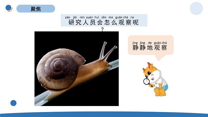 一下2-3《观察一种动物》  教科版一年级下册课件＋教案（2023春新版）02