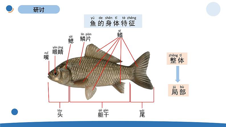 一下2-5《观察鱼》 教科版一年级下册课件＋教案（2023春新版）04