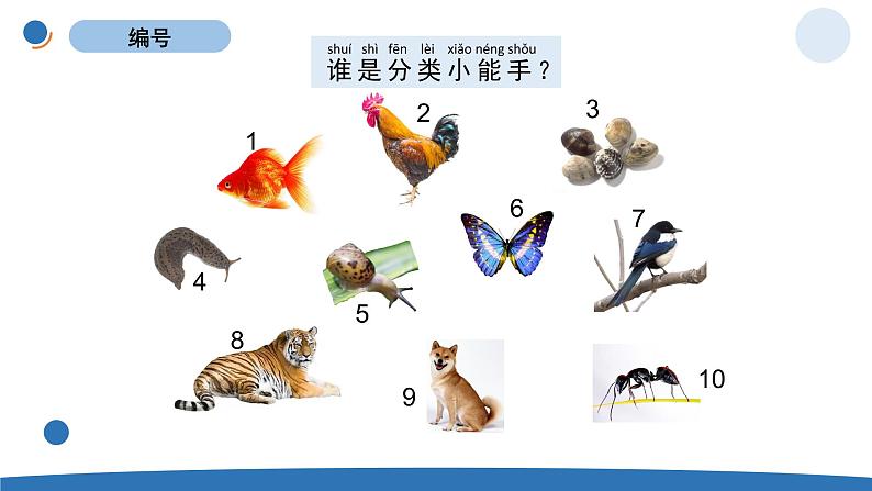 一下2-6《给动物分类》 教科版一年级下册课件＋教案（2023春新版）08