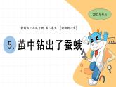 2.5 蚕中钻出了蚕蛾 教科版三年级下册课件＋教案（2023春新版）