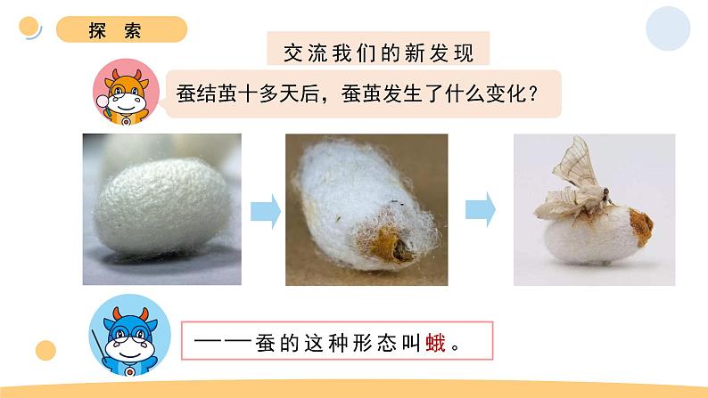 5.茧中钻出了蚕蛾第3页