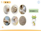 2.5 蚕中钻出了蚕蛾 教科版三年级下册课件＋教案（2023春新版）
